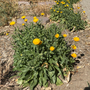 Calendula copy.webp