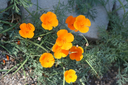 IMG_7040 copy.webp