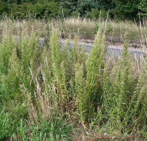 Can Fleabane plant 2.webp