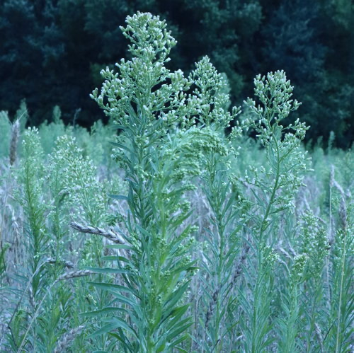 Can Fleabane plant.webp