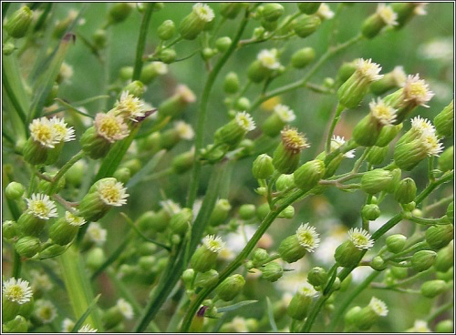 Can Fleabane flower.webp