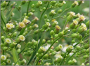 Can Fleabane flower.webp