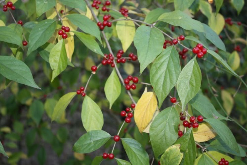 cascara-sagrada-fruit.webp