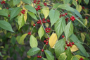 cascara-sagrada-fruit.webp