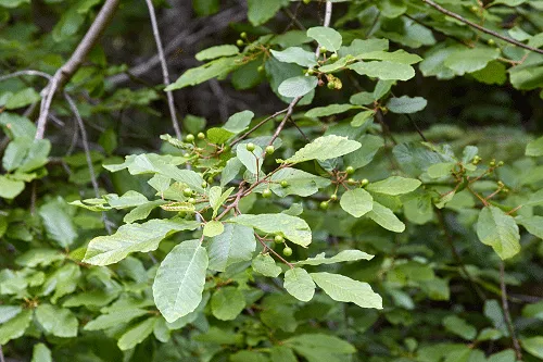 Cascara-Tree1.png.webp