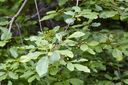 Cascara-Tree1.png.webp