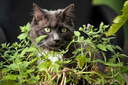 Catnip.webp