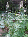 catnip-100_0803-3131034806.webp