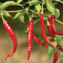 Pepper_Cayenne_Long_Slim_2000x-2493612237.webp