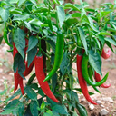 pimiento-de-cayena_ES_500_0023952-4133694775.webp