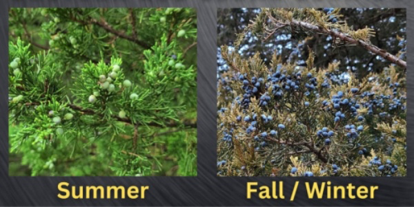 Eastern-Red-Cedar-Berries-3349858096.webp