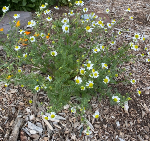 Chamomile copy.webp