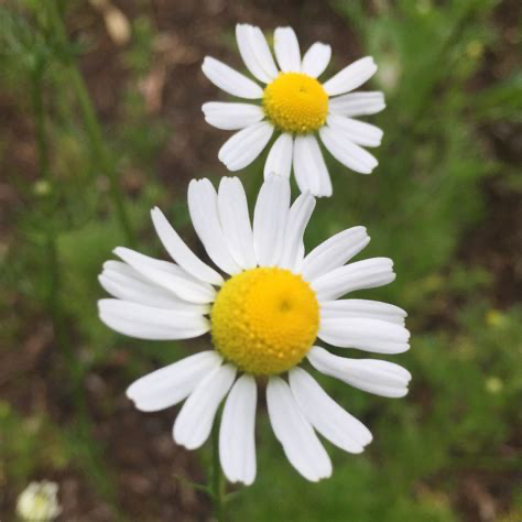 Chamomile.webp