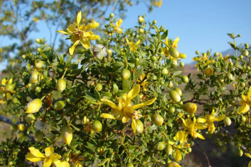 Chaparral plant.jpg.webp