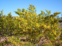 chaparral4-1794693579.webp