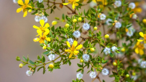 creosote-bush-desert-chaparral-1296x728-header-370704586.webp