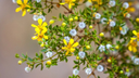 creosote-bush-desert-chaparral-1296x728-header-370704586.webp