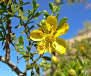 chaparral-leaf.webp