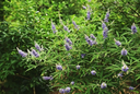 chaste-tree-3187349493.webp