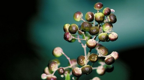 Chaste Tree Berry.webp