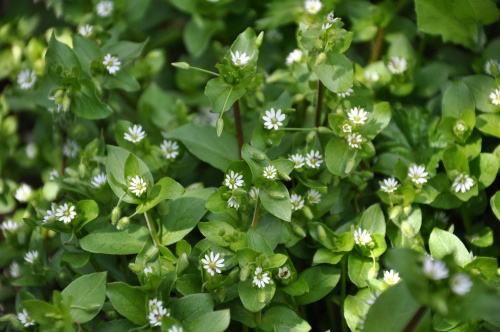 Chickweed.webp