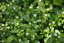 Chickweed.webp
