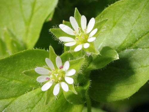 Chickweed Flower.webp