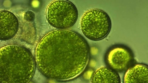 algae-cells-690253454.webp