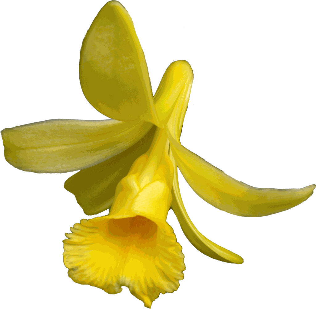 Vanillapompona flower-cutout.webp