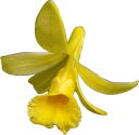 Vanillapompona flower-cutout.webp