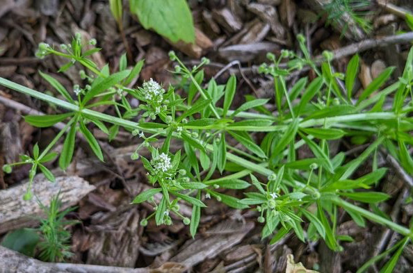 cleavers Plant.webp