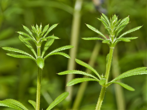 Cleavers.webp