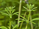 Cleavers.webp