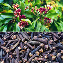 Clove Plant.webp