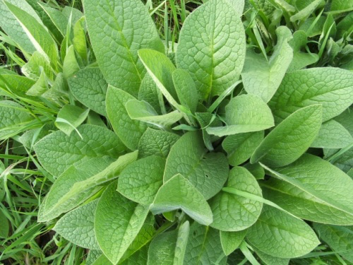 comfrey-plant2-465919040.webp
