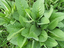 comfrey-plant2-465919040.webp