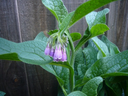 comfrey-3612-671820015.webp