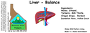 Liver - Balance ST 4x1.5.webp