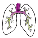Respiratory Expel White.webp