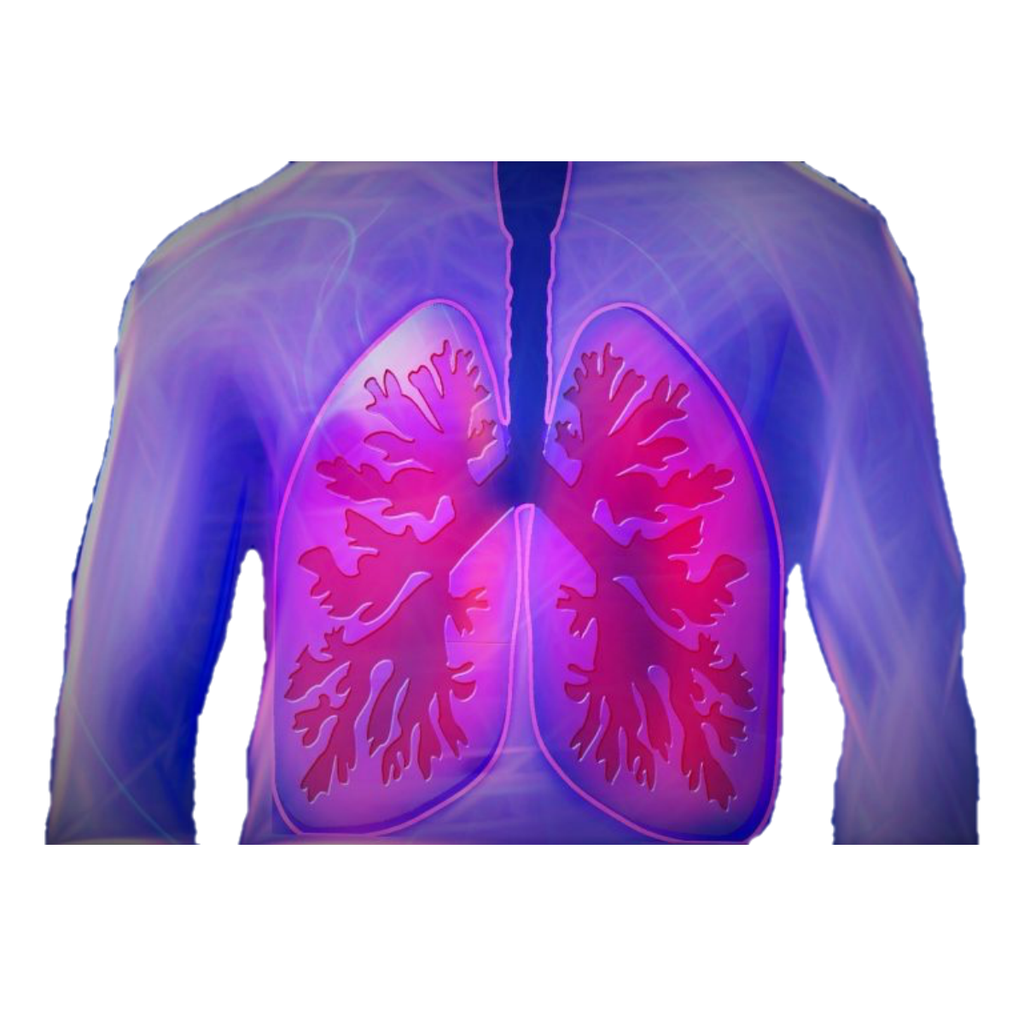 Respiratory - Open Lungs White.webp