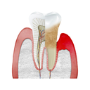 Structure - Gum White.webp
