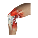 Structure - Mobility Support White.png