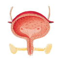 Urinary - Bladder Support White.webp