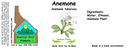 Anemone NF 4x1.5.webp