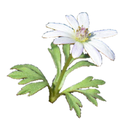 Anemone White.webp