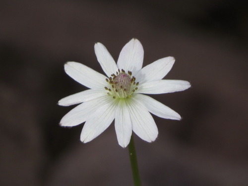 Anemone Flower sm.webp