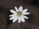 Anemone Flower sm.webp