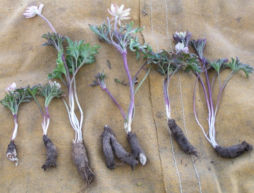 Anemone-tuberosa tubers.webp