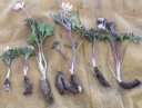 Anemone-tuberosa tubers.webp