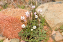Anemone-plant.webp